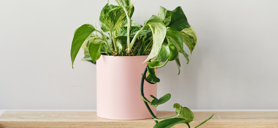 Protecting Your Houseplants in a Heatwave