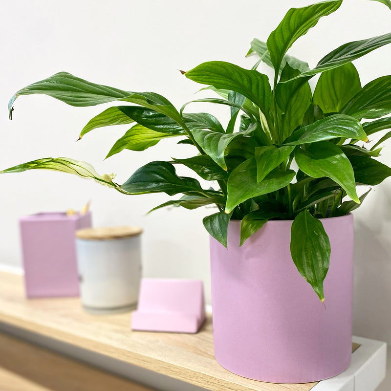Our plant pots are perfect in any space!