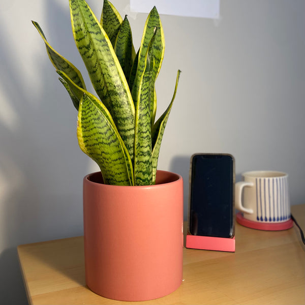 Our plant pots are perfect in any space!
