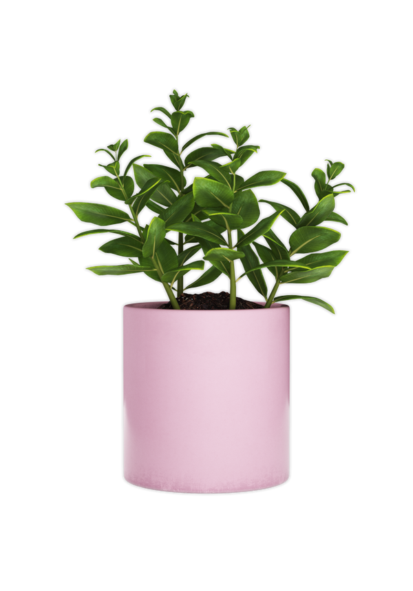 Bring a touch of nature to your desk space with a pink plant pot