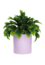 Bring a touch of nature to your desk space with a purple plant pot
