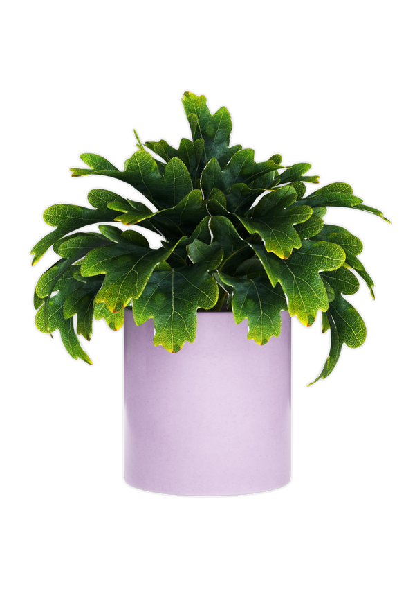 Bring a touch of nature to your desk space with a purple plant pot