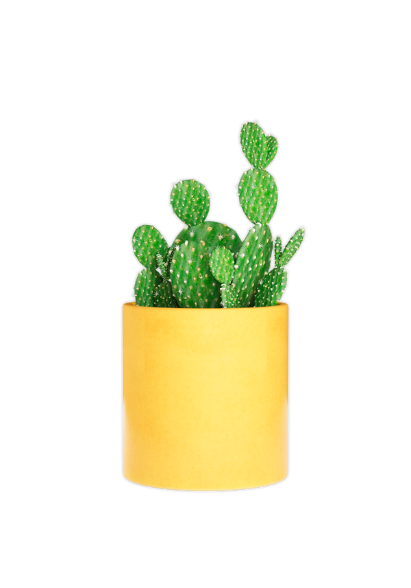 Bring a touch of nature to your desk space with a yellow plant pot